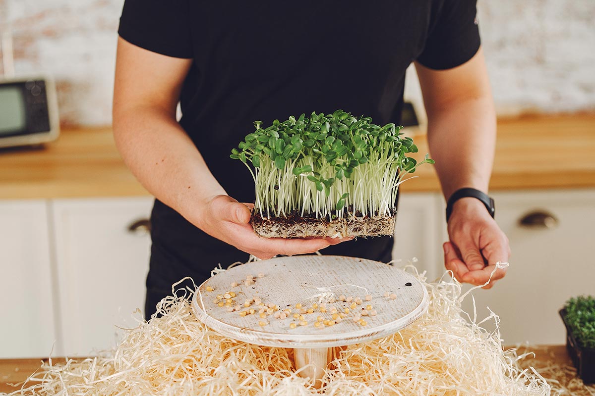 How to germinate tender sprouts at home (alfalfa, soybeans, radish, wheat, sunflowers, etc.): a step-by-step guide 